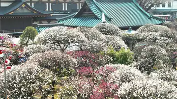 Bunkyo Ume Matsuri Bunkyo Ume Matsuri