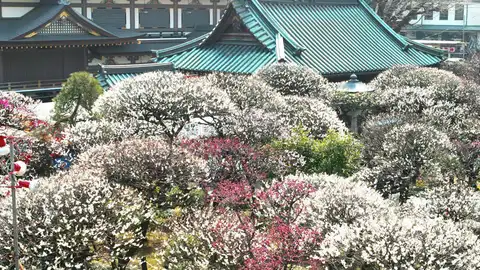 Bunkyo Ume Matsuri Bunkyo Ume Matsuri