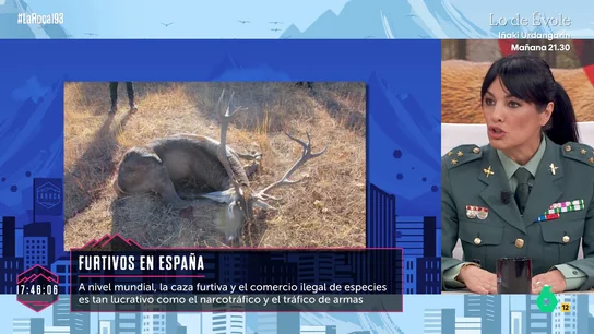 El Seprona denuncia la impunidad de la caza furtiva: "Las penas son mínimas y a los cazadores les compensan" El Seprona denuncia la impunidad de la caza furtiva: "Las penas son mínimas y a los cazadores les compensan"