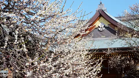 Bunkyo Ume Matsuri Bunkyo Ume Matsuri