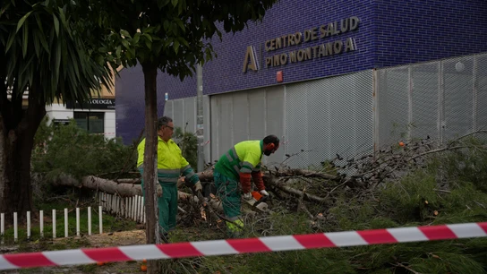 Imagen de los operarios del ayuntamiento apartando grandes ramas arrancadas de los árboles en el barrio de PInomontano de Sevilla Imagen de los operarios del ayuntamiento apartando grandes ramas arrancadas de los árboles en el barrio de PInomontano de Sevilla