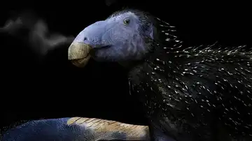 Haolong Dongi Haolong Dongi