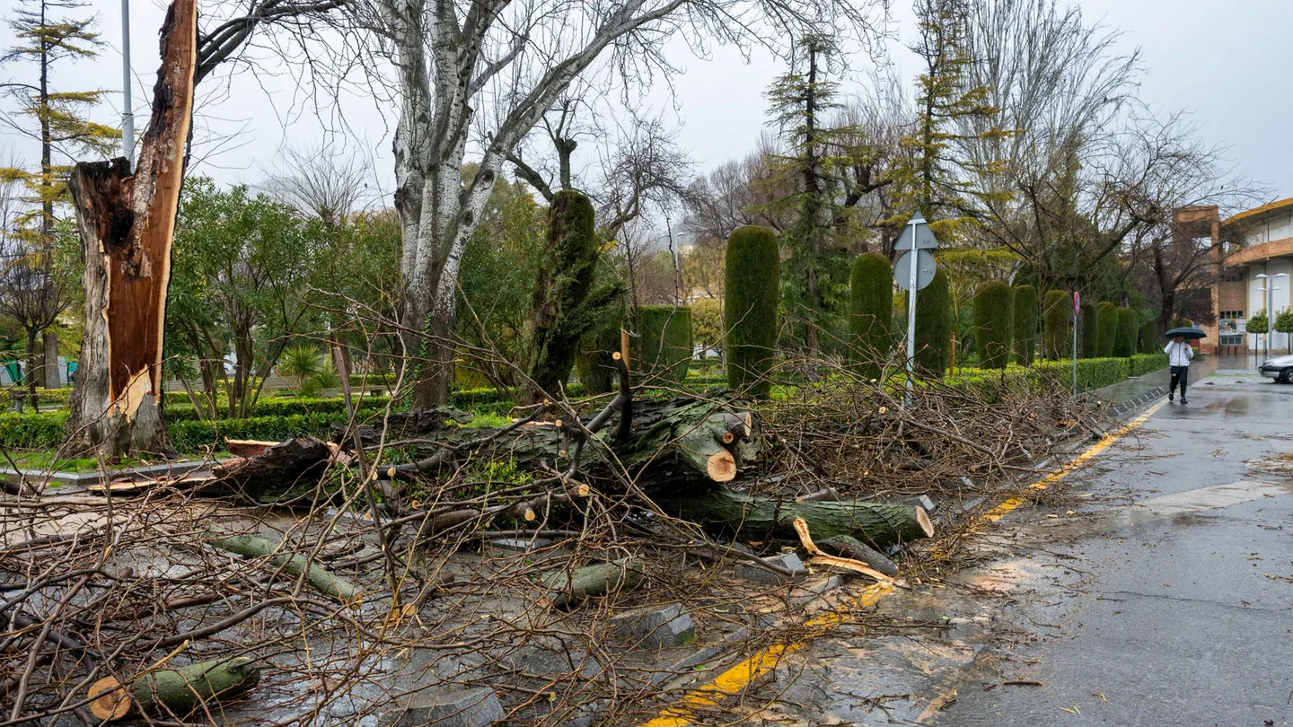 Árboles caídos en Jaén por el temporal Árboles caídos en Jaén por el temporal