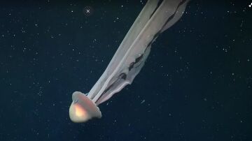 Medusa fantasma gigante hallada en Argentina