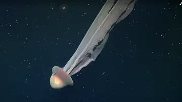 Medusa fantasma gigante hallada en Argentina Medusa fantasma gigante hallada en Argentina