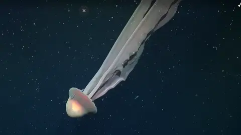 Medusa fantasma gigante hallada en Argentina Medusa fantasma gigante hallada en Argentina