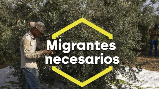 Imagen de un migrante trabajando en el campo. Imagen de un migrante trabajando en el campo.