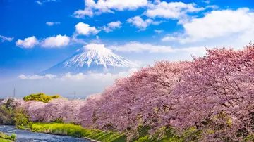 Monte Fuji con cerezos en flor Monte Fuji con cerezos en flor