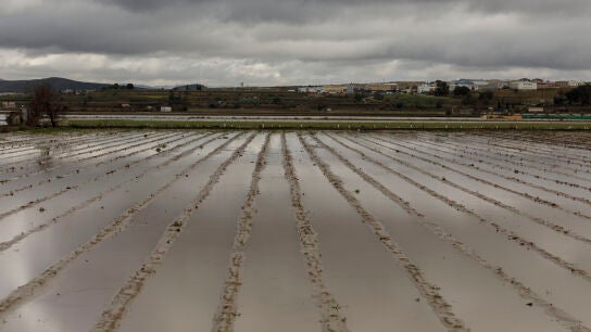 Cultivos anegados tras las inundaciones producidas por el desbordamiento del r&iacute;o Genil. A 9 de Febrero de 2026, en Hu&eacute;tor T&aacute;jar, Granada