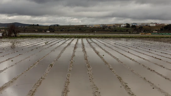 Cultivos anegados tras las inundaciones producidas por el desbordamiento del río Genil. A 9 de Febrero de 2026, en Huétor Tájar, Granada Cultivos anegados tras las inundaciones producidas por el desbordamiento del río Genil. A 9 de Febrero de 2026, en Huétor Tájar, Granada
