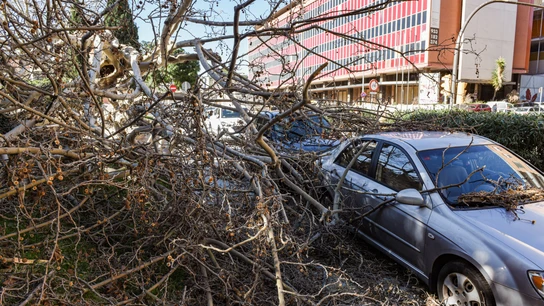 Un árbol cae sobre unos coches a causa del viento, a 12 de febrero de 2026, en L'Hospitalet de Llobregat, Barcelona Un árbol cae sobre unos coches a causa del viento, a 12 de febrero de 2026, en L'Hospitalet de Llobregat, Barcelona