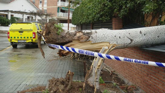 Un &aacute;rbol ca&iacute;do por el temporal