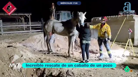 Beatriz de Vicente, tras el complicado rescate de un caballo: "Tengo un seguro para mis cuatro burros por si ocurre esto" En Pinoso un equino ha caído en el interior de un pozo por causas que se desconocen. Al animal ha tenido que ser rescatado por los bomberos, que han necesitado una retroexcavadora y una grúa para ello.