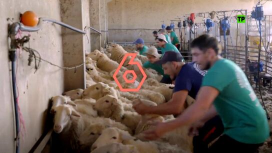 Hoy, Equipo de Investigaci&oacute;n analiza c&oacute;mo la lana ha pasado de ser riqueza a un residuo en 'El oro blanco que nadie quiere'