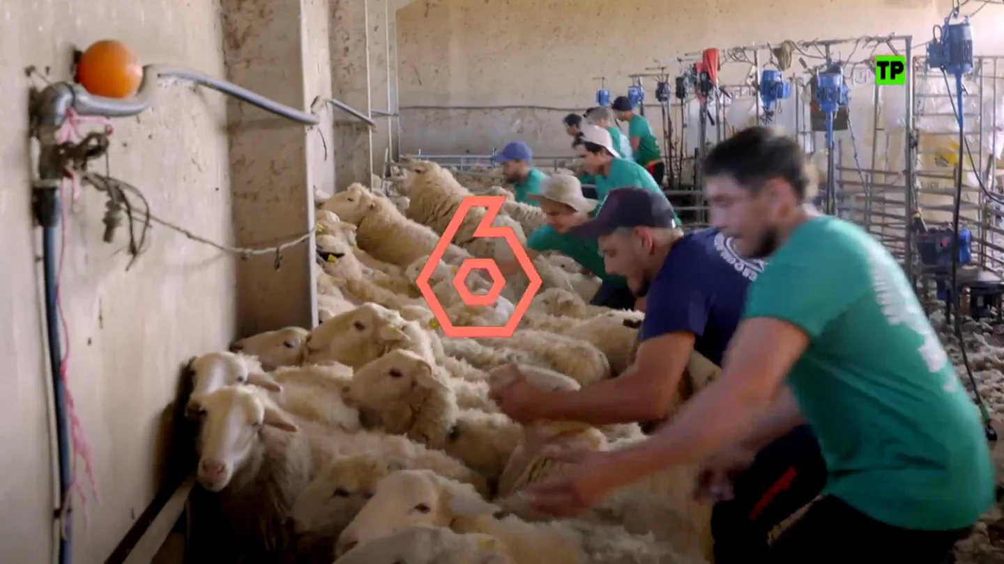 Hoy, Equipo de Investigación analiza cómo la lana ha pasado de ser riqueza a un residuo en 'El oro blanco que nadie quiere' Hoy, Equipo de Investigación analiza cómo la lana ha pasado de ser riqueza a un residuo en 'El oro blanco que nadie quiere'
