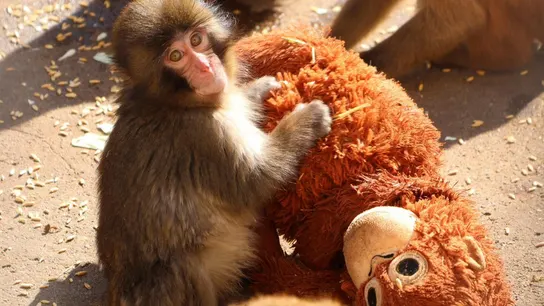 Imagen de Punch, el pequeño macaco japonés, junto a su peluche. Imagen de Punch, el pequeño macaco japonés, junto a su peluche.