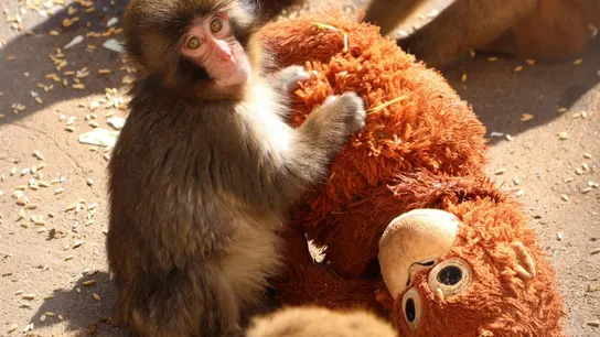 Imagen de Punch, el pequeño macaco japonés, junto a su peluche. Imagen de Punch, el pequeño macaco japonés, junto a su peluche.