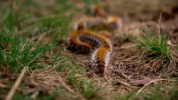 Doguify oruga procesionaria Doguify oruga procesionaria