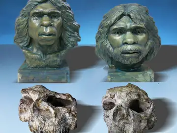 Homo erectus Homo erectus