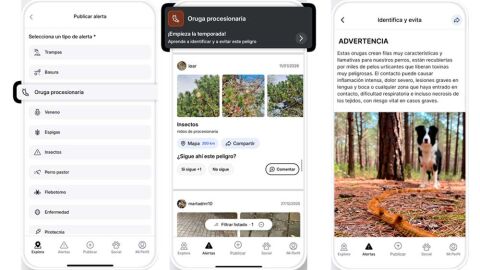 Alerta procesionaria en Doguify