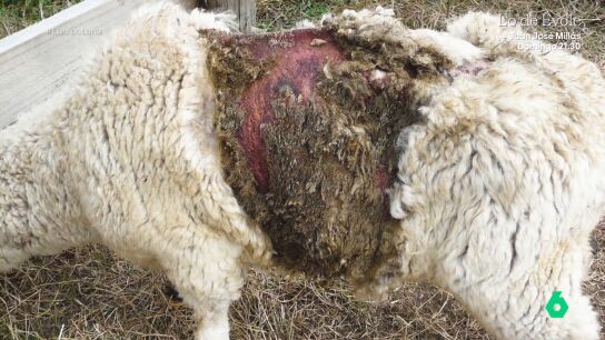 'Lana de sangre', la pr&aacute;ctica de esquilar ovejas extendida en Australia: "Les llega a provocar necropsias y enfermedades graves"