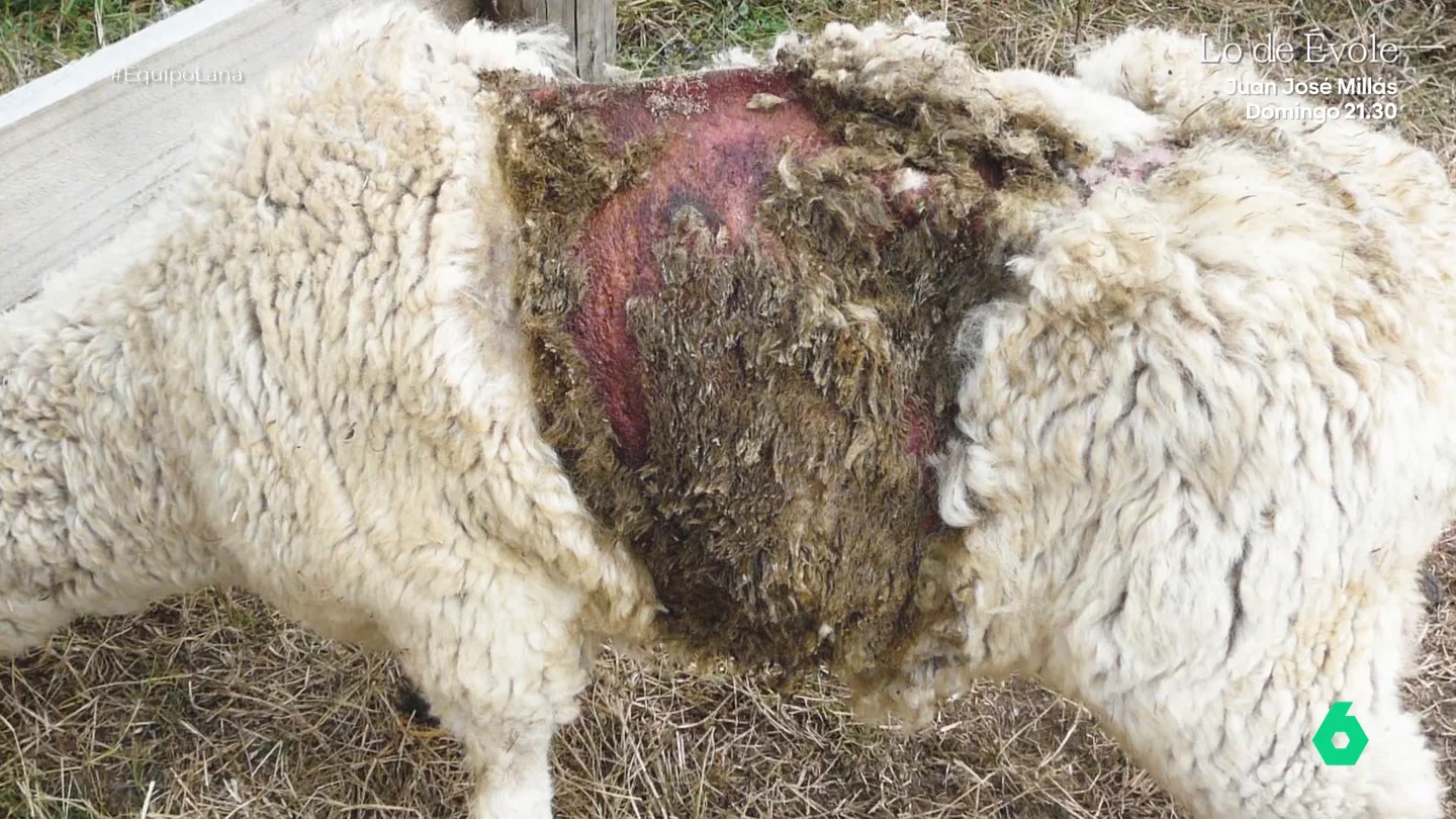 'Lana de sangre', la práctica de esquilar ovejas extendida en Australia: "Les llega a provocar necropsias y enfermedades graves" 'Lana de sangre', la práctica de esquilar ovejas extendida en Australia: "Les llega a provocar necropsias y enfermedades graves"