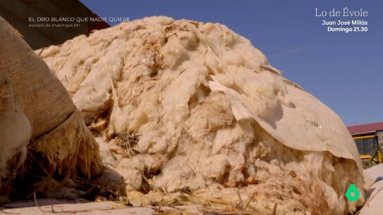 La lana, de oro blanco al quebradero de cabeza de los ganaderos: "No se puede destruir, quemar o tirar a ning&uacute;n sitio"
