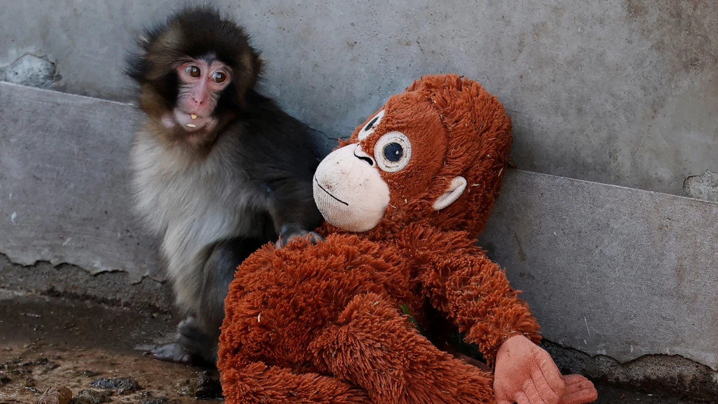 Punch se sienta junto a su orangután de peluche en el zoológico de la ciudad de Ichikawa. Punch se sienta junto a su orangután de peluche en el zoológico de la ciudad de Ichikawa.