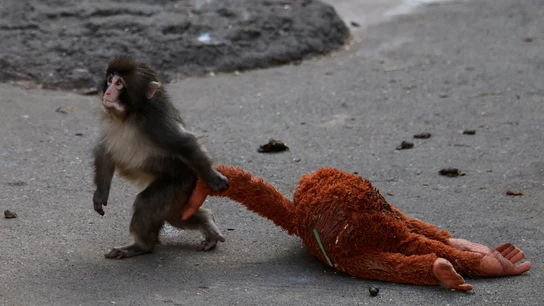 Punch junto a su orangután de peluche en el zoológico de la ciudad de Ichikawa. Punch junto a su orangután de peluche en el zoológico de la ciudad de Ichikawa.