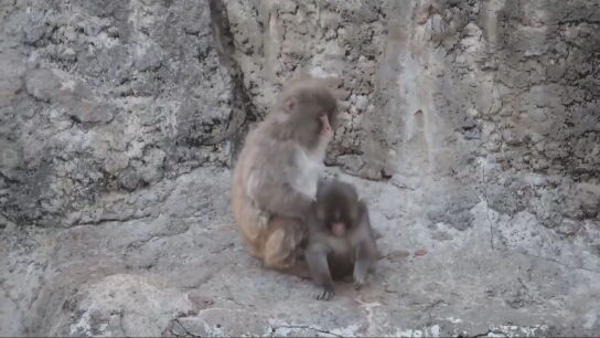 El mono Punch con su nuevo amigo