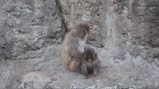El mono Punch con su nuevo amigo El mono Punch con su nuevo amigo