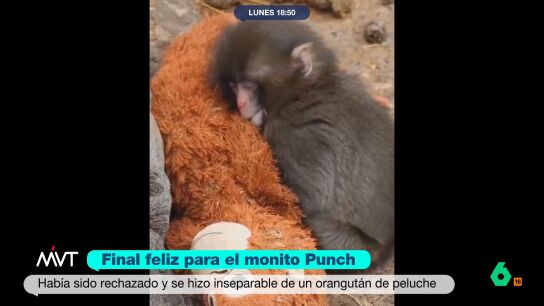 M&aacute;s Vale Tarde analiza la historia de Punch, un macaco de un zoo japon&eacute;s que, tras ser rechazado por su madre y el resto de la manada, encontr&oacute; apoyo en un orangut&aacute;n de peluche. Ahora, parece que ha empezado a socializar con sus cong&eacute;neres.
