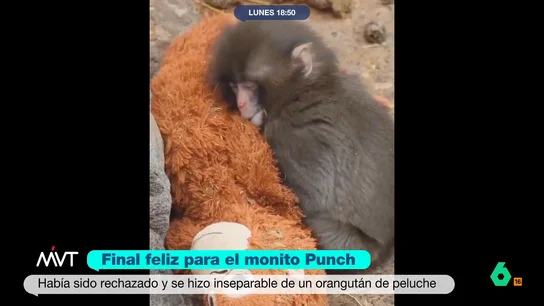 Final feliz para Punch, el mono más viral del mundo: "Pasa menos tiempo con el peluche e interactúa más con los otros monos" Más Vale Tarde analiza la historia de Punch, un macaco de un zoo japonés que, tras ser rechazado por su madre y el resto de la manada, encontró apoyo en un orangután de peluche. Ahora, parece que ha empezado a socializar con sus congéneres.