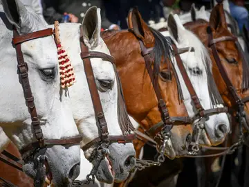 Caballos Caballos