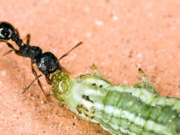 Hormiga y oruga