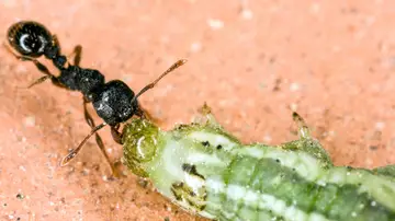 Hormiga y oruga Hormiga y oruga