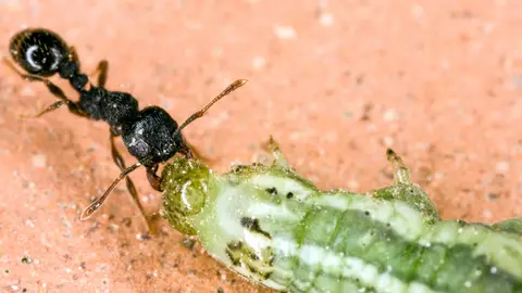 Hormiga y oruga Hormiga y oruga