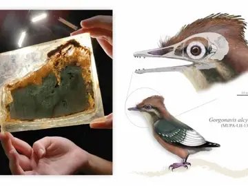 Cráneo fosilizado del Gorgonavis alcyone y recreación de la especie descubierta en Las Hoyas Cráneo fosilizado del Gorgonavis alcyone y recreación de la especie descubierta en Las Hoyas