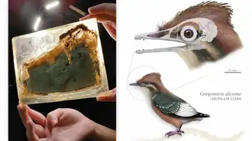 Cráneo fosilizado del Gorgonavis alcyone y recreación de la especie descubierta en Las Hoyas Cráneo fosilizado del Gorgonavis alcyone y recreación de la especie descubierta en Las Hoyas