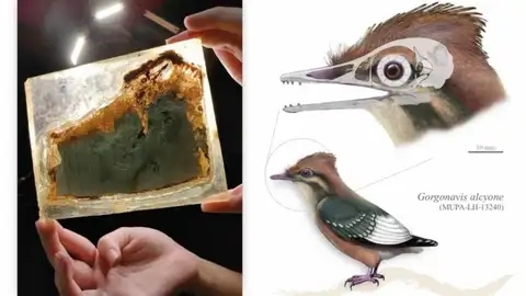 Cráneo fosilizado del Gorgonavis alcyone y recreación de la especie descubierta en Las Hoyas Cráneo fosilizado del Gorgonavis alcyone y recreación de la especie descubierta en Las Hoyas