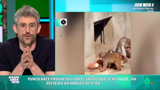 Víctor Algra comparte buenas noticias sobre Punch, el monito rechazado por su madre El animal ha copado titulares debido a su triste historia. Además de ser rechazado por su madre, el grupo de primates en el que fue introducido no le recibió de la mejor manera.