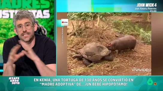 Víctor Algra comparte las historias de varios animales que han adoptado a crías que no son suyas El veterinario cuenta la historia de una tortuga macho que adoptó a una cría de hipopótamo o la de una cría de mono y otra de jabalí del zoo de Kioto que se convirtieron en inseparables.