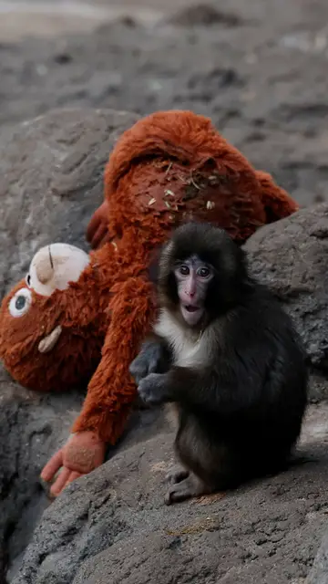 El mono Punch con su peluche El mono Punch con su peluche