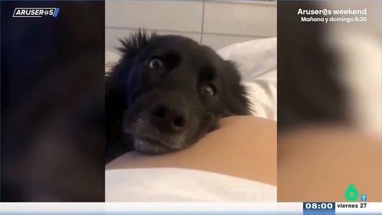 La tierna reacción viral de un perro al sentir la patada del bebé en la barriga de su dueña La tierna reacción viral de un perro al sentir la patada del bebé en la barriga de su dueña