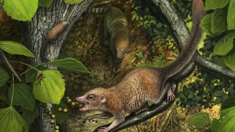 Recreación de Purgatorius Recreación de Purgatorius