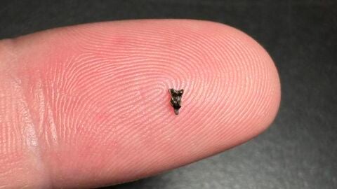 Minúsculos fósiles que se han descubierto de Purgatorius