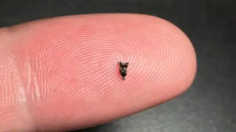 Minúsculos fósiles que se han descubierto de Purgatorius Minúsculos fósiles que se han descubierto de Purgatorius