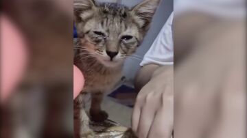 GATO