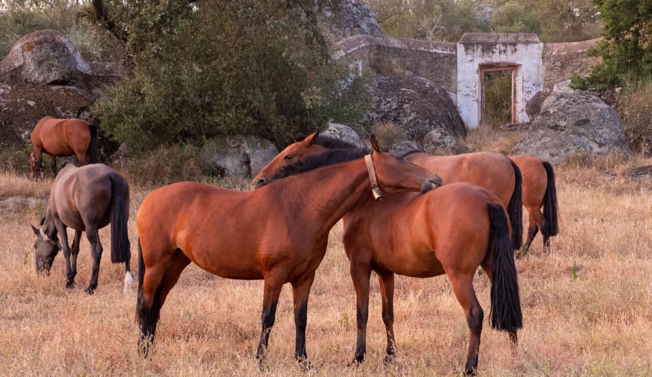Yeguada en el Alentejo