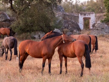 Yeguada en el Alentejo